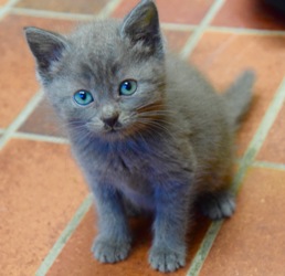 Animal Lifeline Iowa young kitten named Salem