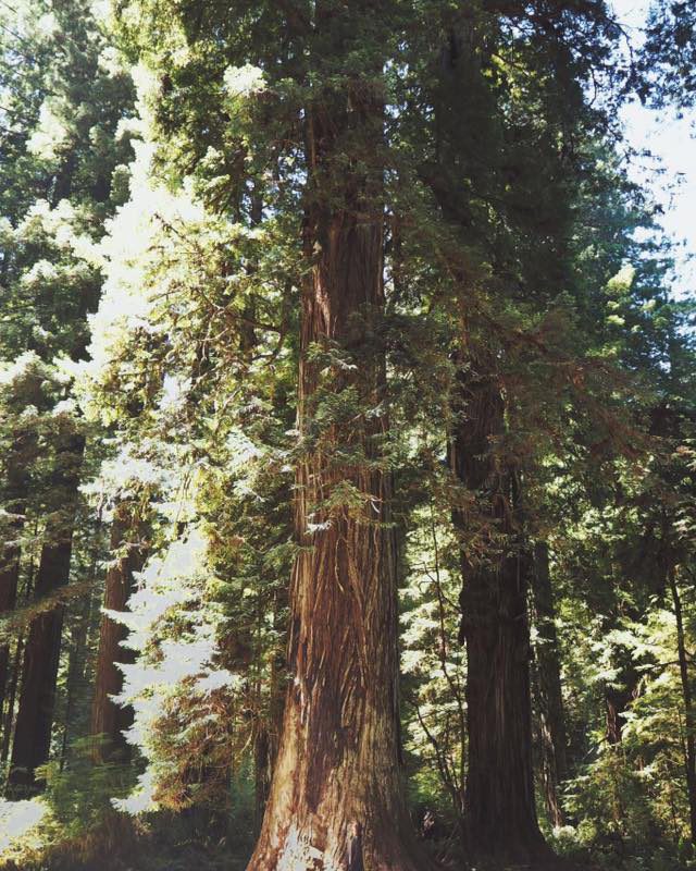 Travel, Redwood Forest, California